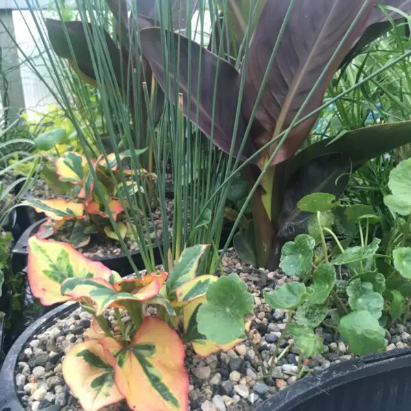 Aquatic Bowl Arrangements (Assorted) - Pond & Water Plants - Image 3