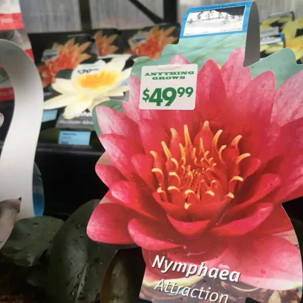 Nymphaea (Water Lillies & Lilypads) - Pond & Water Plants