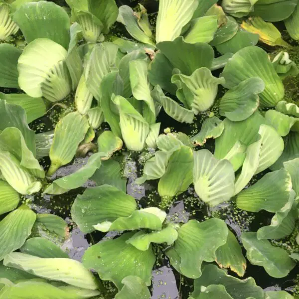 Water Lettuce - Pond & Water Plants