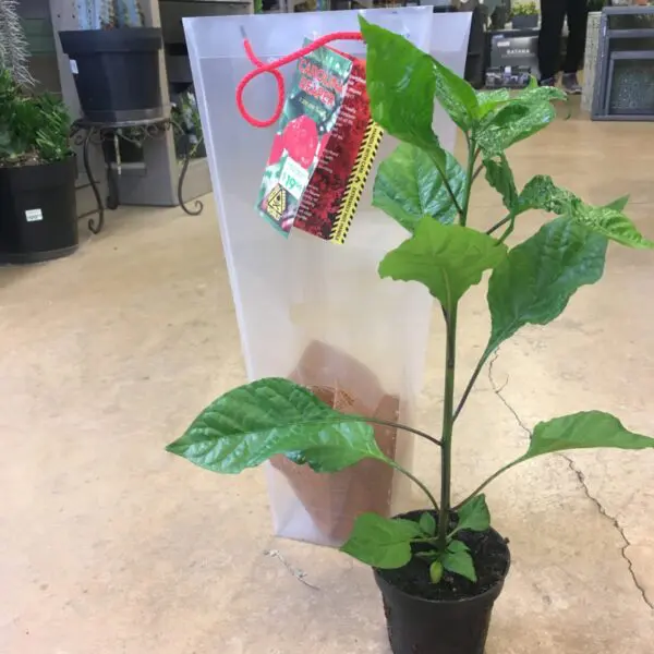 Carolina Reaper Peppers - 4" pot - Image 2