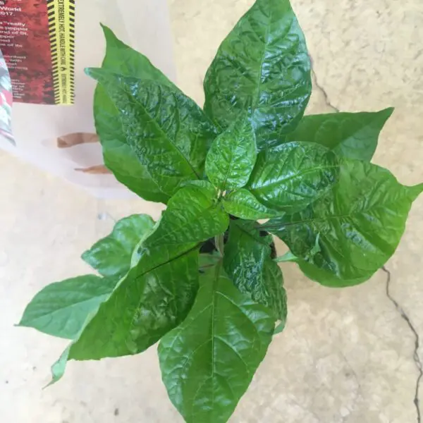 Carolina Reaper Peppers - 4" pot