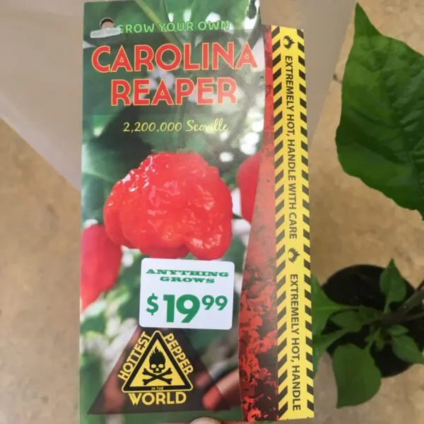 Carolina Reaper Peppers - 4" pot - Image 3