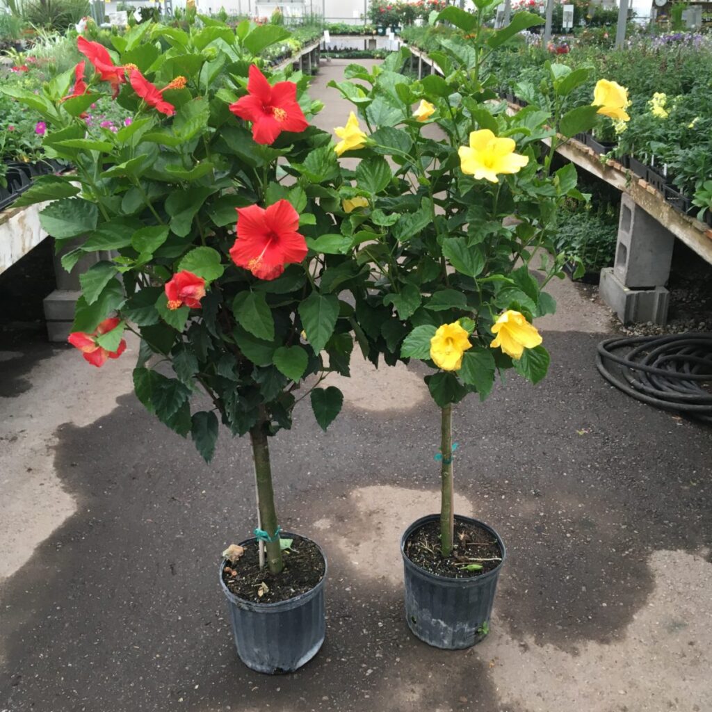 Large Hibiscus Tree – Patio Tropicals › Anything Grows