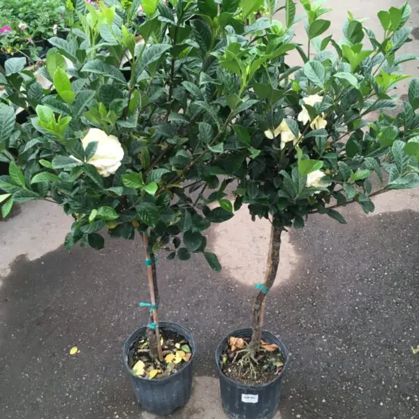 Large Gardenia Tree (Fragrant!) - Patio Tropicals