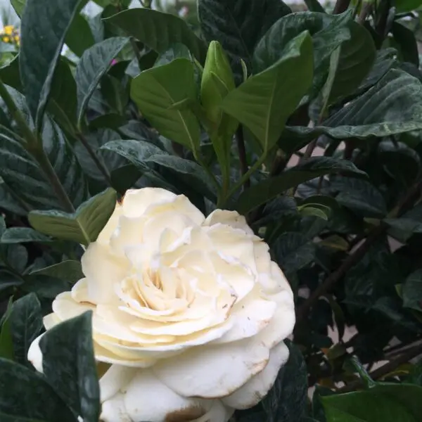 Large Gardenia Tree (Fragrant!) - Patio Tropicals - Image 2
