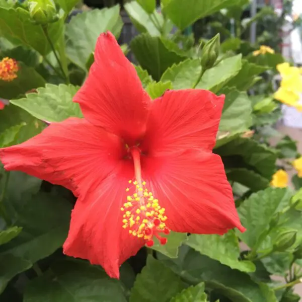 Large Hibiscus Tree - Patio Tropicals - Image 3