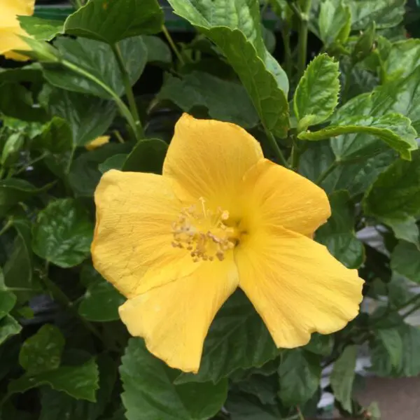 Large Hibiscus Tree - Patio Tropicals - Image 2