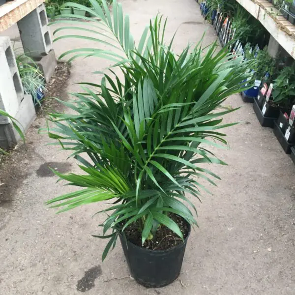 Majesty Palm (Ravenea Rivularis)
