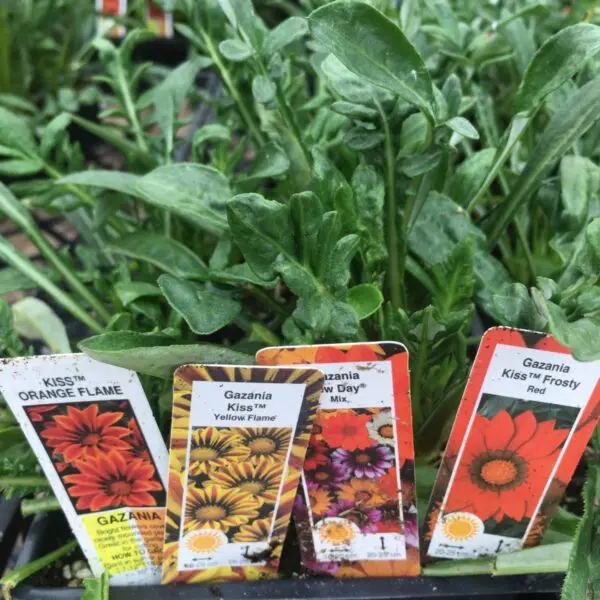 Gazania (Bedding Packs)
