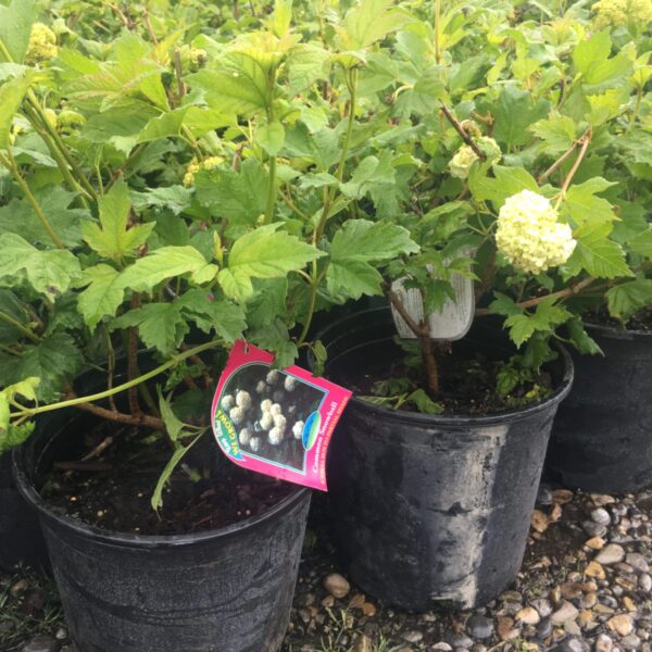 Snowball Hydrangea - Trees & Shrubs - Image 3