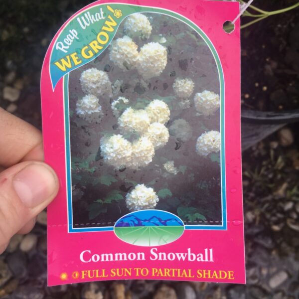 Snowball Hydrangea - Trees & Shrubs