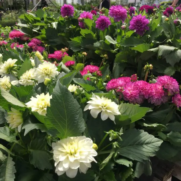 Small Dahlias - Image 6
