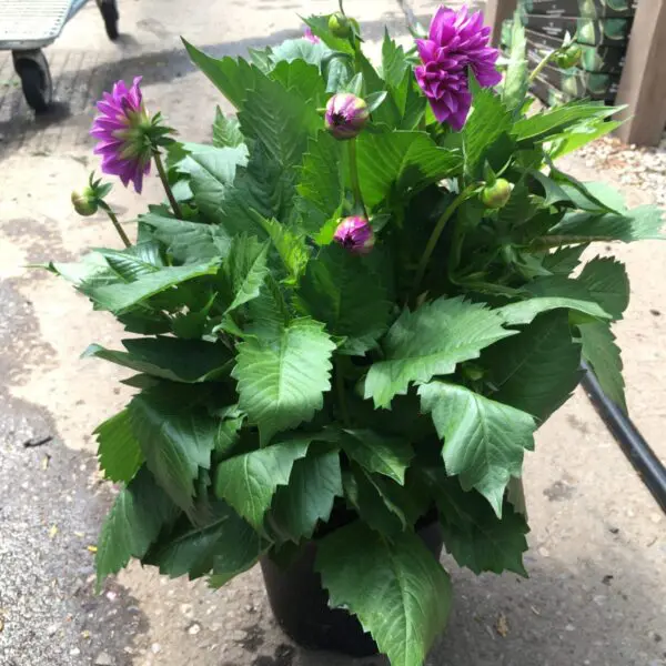 Assorted Premium Dahlias - Image 6