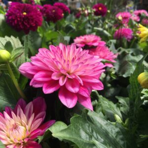 Assorted Premium Dahlias – Annual Flowers