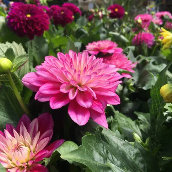 Small Dahlias