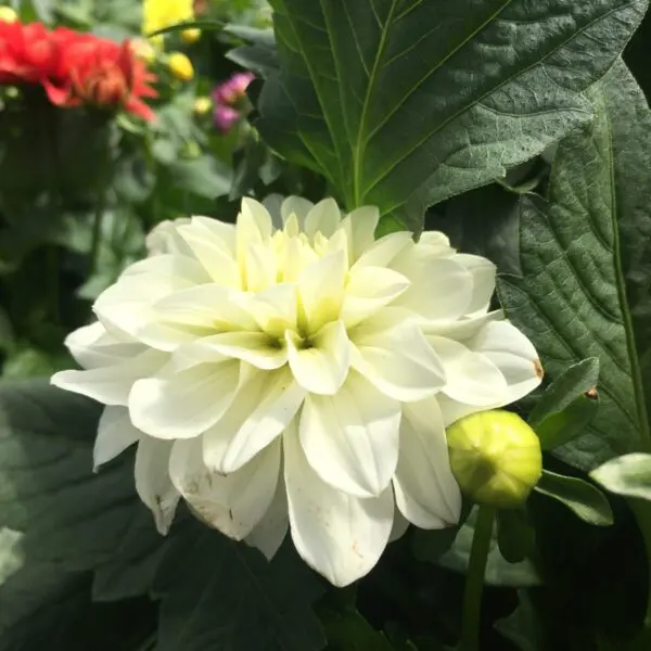 Small Dahlias - Image 5