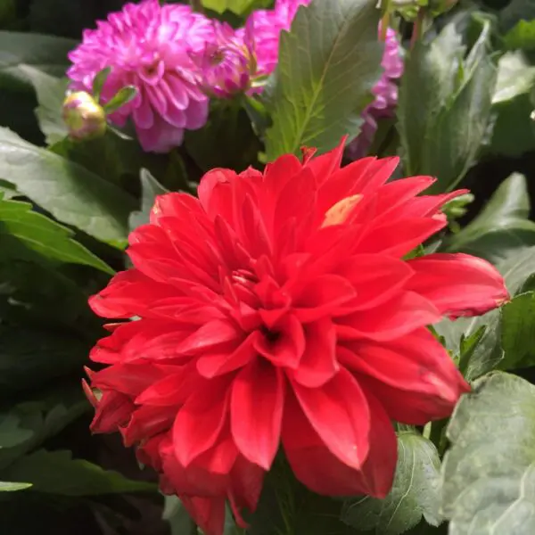 Small Dahlias - Image 4