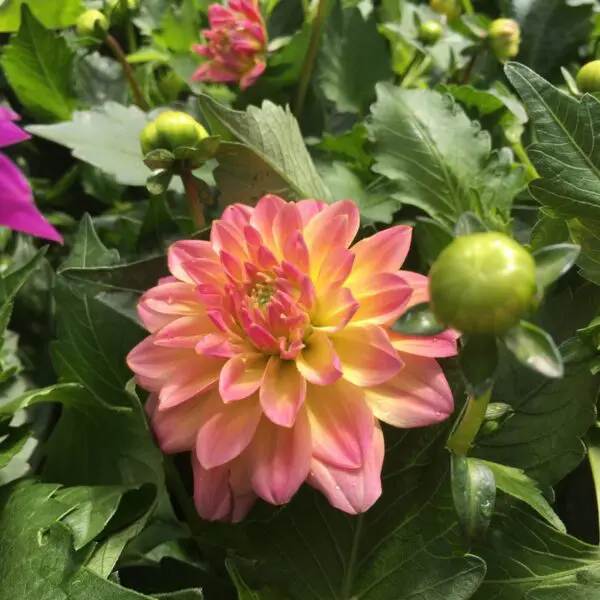 Small Dahlias - Image 3