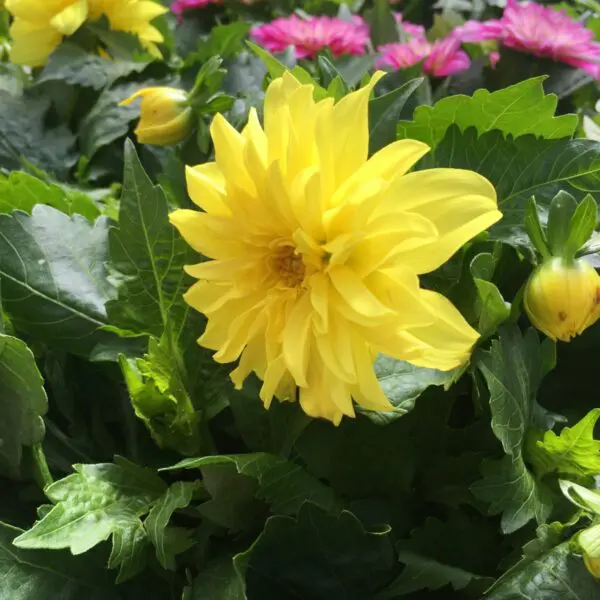 Small Dahlias - Image 2