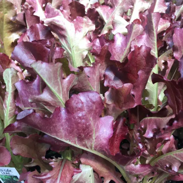 Red Lettuce - Veggie 6 Packs