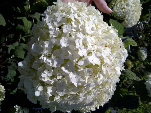 Incrediball Hydrandea - Trees & Shrubs
