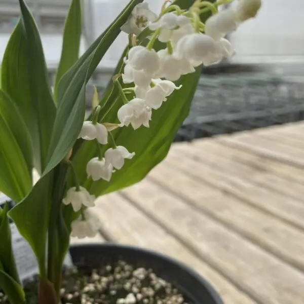 Lily of the Valley (Convallaria) - Perennials