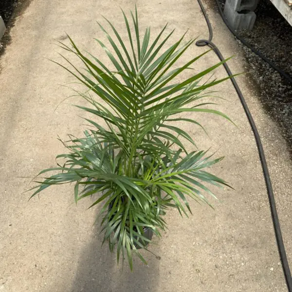 Majesty Palm (Ravenea Rivularis) - Image 3