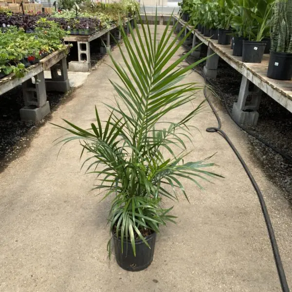 Majesty Palm (Ravenea Rivularis) - Image 2