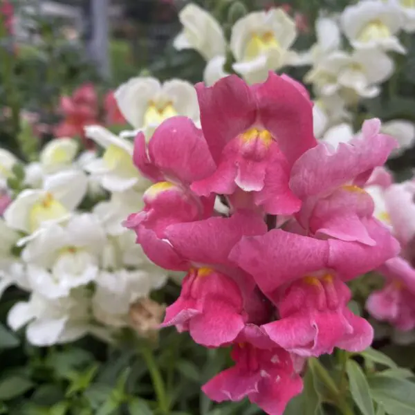 Snapdragons (Bedding Packs)