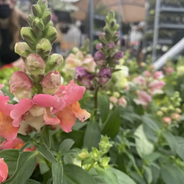 Snapdragons (Bedding Packs) - Image 2