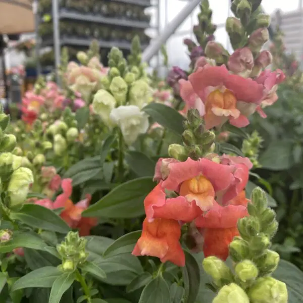 Snapdragons (Bedding Packs) - Image 3