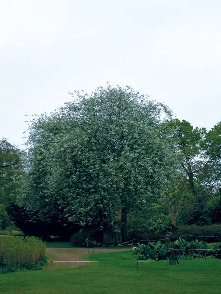 Advance Mayday Tree - Trees & Shrubs