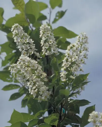 Bailey's Select Schubert Chokecherry  - Trees & Shrubs