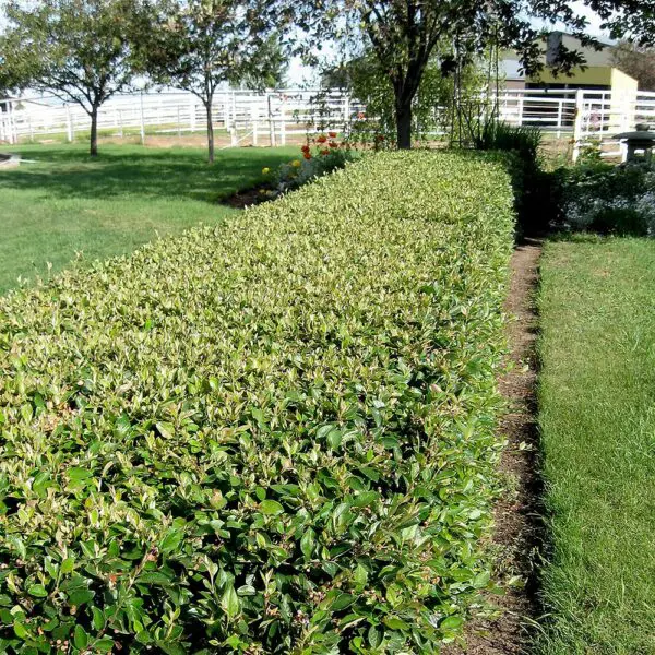Cotoneaster - Trees & Shrubs