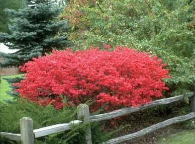 Dwarf Winged Burning Bush - Trees & Shrubs