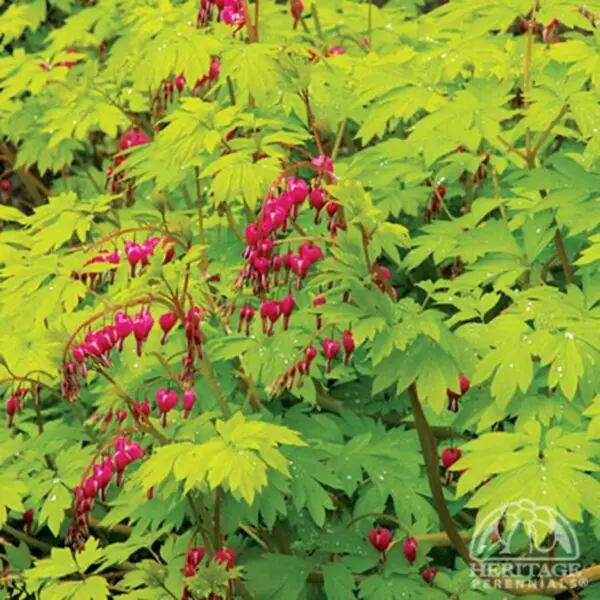 Golden Foliage Bleeding Hearts - Perennials