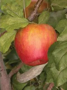 Honeycrisp Apple - Trees & Shrubs