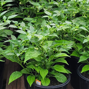 Pepper Plants (6" Pots)