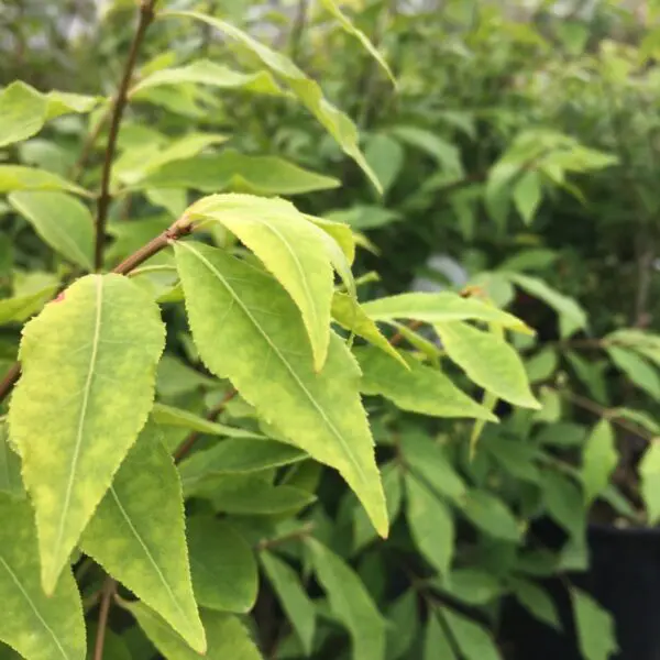 Dwarf Winged Burning Bush - Trees & Shrubs - Image 3