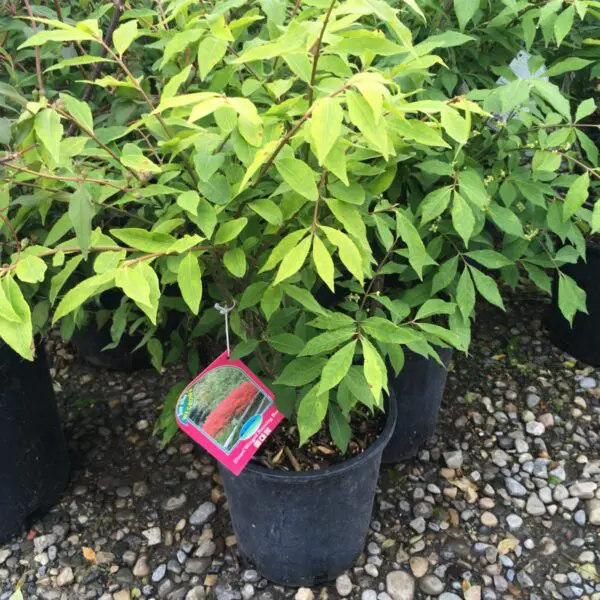 Dwarf Winged Burning Bush - Trees & Shrubs - Image 2