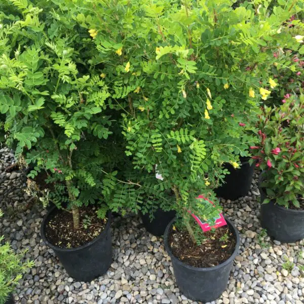 Common Caragana - Trees & Shrubs - Image 3