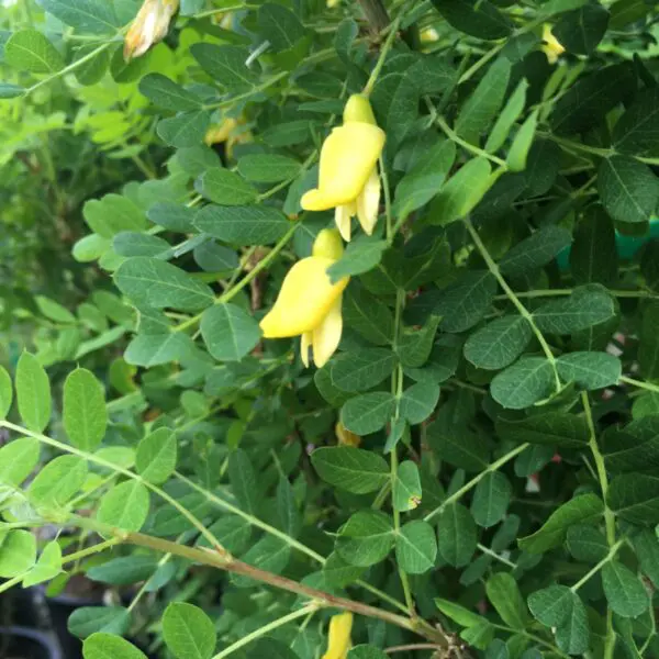 Common Caragana - Trees & Shrubs - Image 2