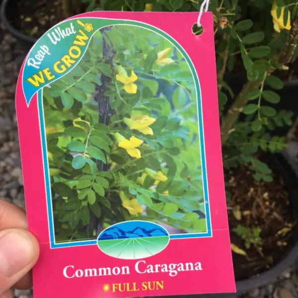Common Caragana - Trees & Shrubs - Image 5