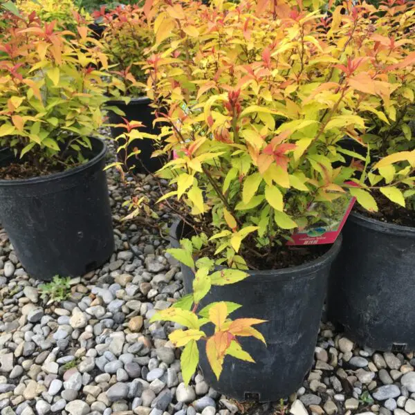Goldflame Spirea - Trees & Shrubs - Image 4