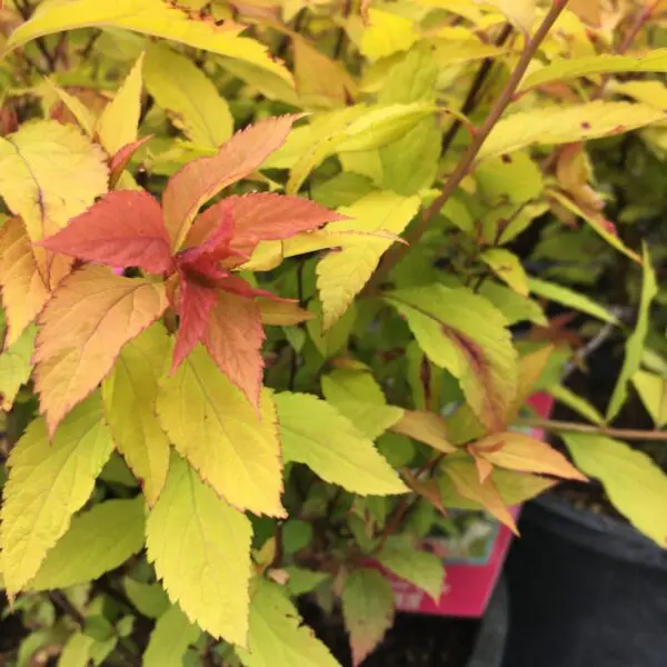 Goldflame Spirea - Trees & Shrubs