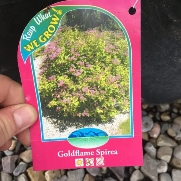 Goldflame Spirea - Trees & Shrubs - Image 2