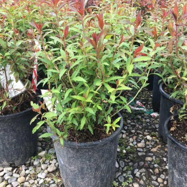Anthony Waterer Spirea - Trees & Shrubs - Image 2