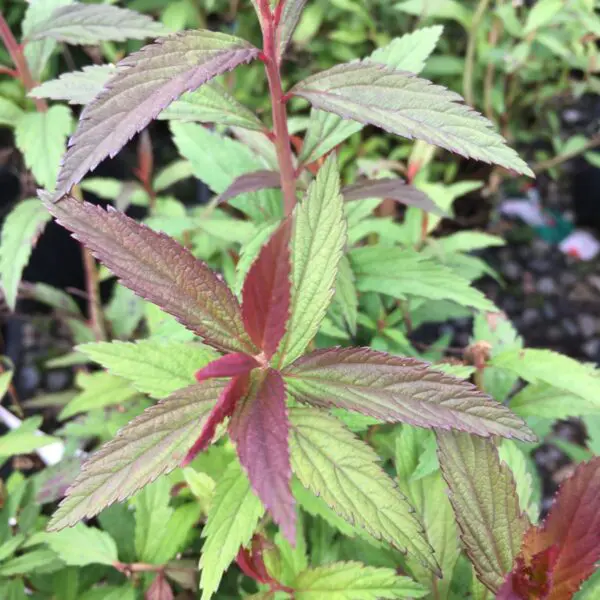 Anthony Waterer Spirea - Trees & Shrubs - Image 5