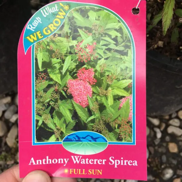 Anthony Waterer Spirea - Trees & Shrubs - Image 4