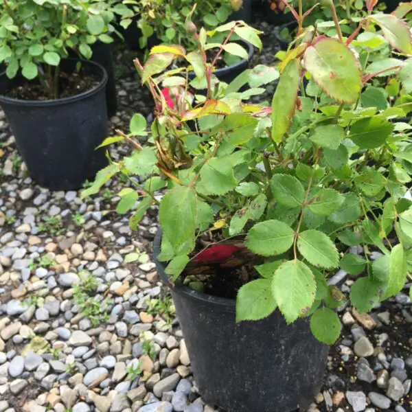 Campfire Shrub Rose - Trees & Shrubs - Image 3